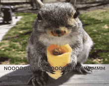 Squirrel Hungry GIF - Squirrel Hungry Nom Nom GIFs