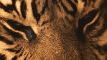 fuerza tigre animales tiger eyes blinking