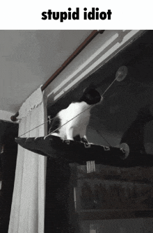 a black and white cat sitting on a hammock in front of a window with the caption stupid idiot