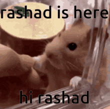 Rashad GIF