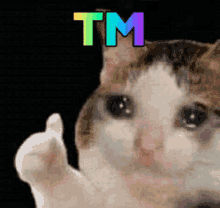 Crying Cat GIF - Crying Cat Tm GIFs