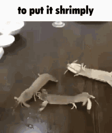 Shrimp To Put It Shrimply GIF - Shrimp To Put It Shrimply Crustacean GIFs