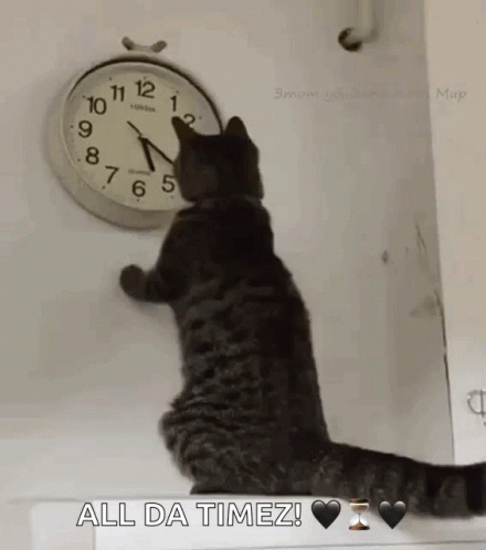 cat-changing.gif