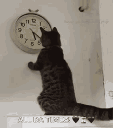 Cat Changing GIF - Cat Changing The GIFs