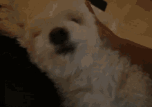 a person is petting a white dog with a black spot on its head