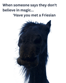 Friesian Friesian Horse GIF - Friesian Friesian Horse Ukff GIFs