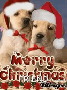 merry christmas cute doggies