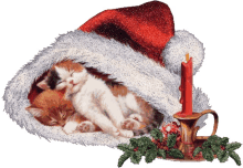 j%C3%B6n a mikul%C3%A1s sleeping kittens santa hat merry christmas