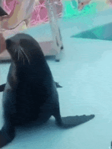 a seal is playing with a person 's hand