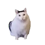 a white cat with a black spot on its head is standing on its hind legs on a white background .