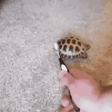 dancing turtle