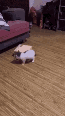 Cats Where Are You GIF