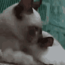 Cats Cats Love GIF - Cats Cats Love Goal GIFs