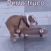 Perro Truco GIF - Perro Truco GIFs