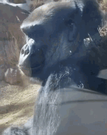 Gorilla Middlefinger GIF - Gorilla Middlefinger Fuckyou GIFs
