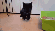 Cat Cat Vomit GIF - Cat Cat Vomit Vomiting GIFs