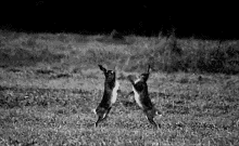 Hare Boxing GIF - Hare Boxing Animal Fights GIFs