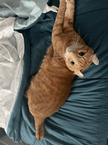 an orange cat laying on a bed with a blue comforter and white sheets