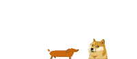 a doge and a dachshund are standing next to each other with the words aniversario da alwaureth