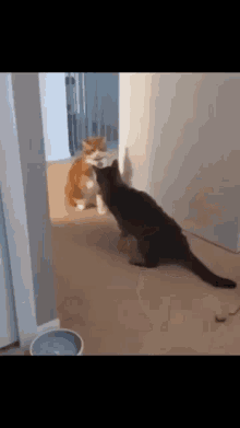 two cats are looking at each other in a hallway