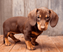 a brown and tan dachshund is standing on a wooden floor
