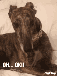 Oh Okay GIF - Oh Okay Dog GIFs
