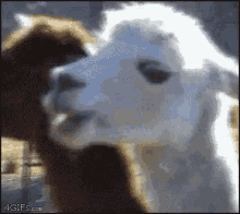 Llama Chew GIF - Llama Chew Stare GIFs