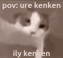 I Love You Kenken Kenji Keru Haruki Cat Kiss From Mizu Ily GIF