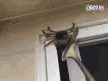 Crab Funny GIF - Crab Funny Fight GIFs