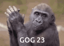 Gog Gog23gog1monkey Monke Gogg Gogger GIF
