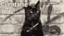 Salem Cuéntame Mas Cat GIF