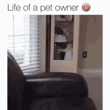 Funny Pet Owner GIF - Funny Pet Owner Relatable GIFs