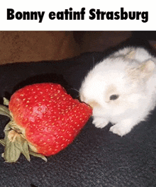 a baby rabbit eating a strawberry next to a caption that says bonny eatinf strasburg