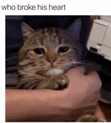Sad Cat GIF - Sad Cat Brokenhearted GIFs