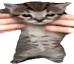 a person is holding a small kitten in their hands .