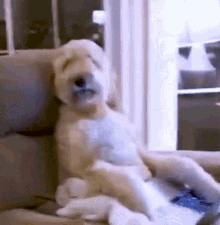Working The Pet Collective GIF - Working The Pet Collective Labradoodle GIFs