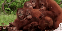 Orangutan Family GIF - Orangutan Family Hug GIFs
