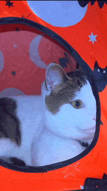 Cat Cat Pupils GIF - Cat Cat Pupils Drugs GIFs