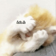 a close up of a cat covering its face with its paws with the word hua lu written on it