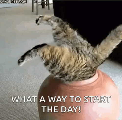 Funny Animals GIF - Funny Animals Stuck - Discover & Share GIFs