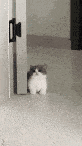a gray and white cat is standing in a hallway next to a door .