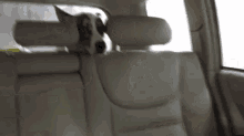 a dog sitting in the back seat of a car looking out the window .