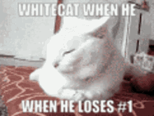 White Cat Osu GIF - White Cat Osu One GIFs