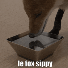 Le Fox Sippy GIF - Le Fox Fox Sippy GIFs