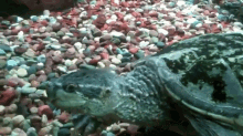 marinelife turtle