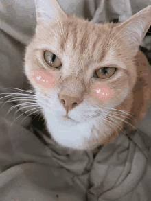 Download Cute Kitty Blush Shy Cat Cats Pretty Adorable - Aesthetic