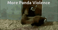 two red pandas are playing with each other and the words more panda violence are above them
