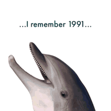 Llg Dolphin GIF