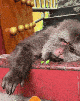 a monkey laying on a red staircase with a leaf in its mouth