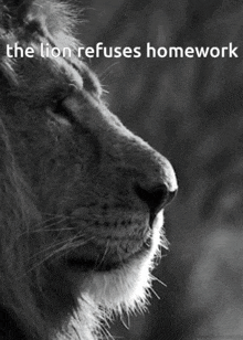 a black and white photo of a lion with the words " the lion refuses homework " below it